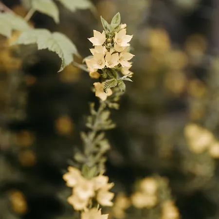 Seifterhof Gospodarstwo agroturystyczne